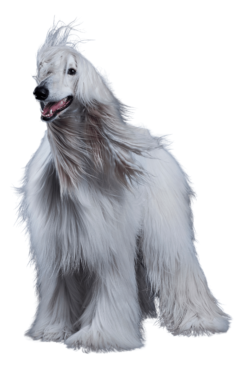 afghan-hound-homepage