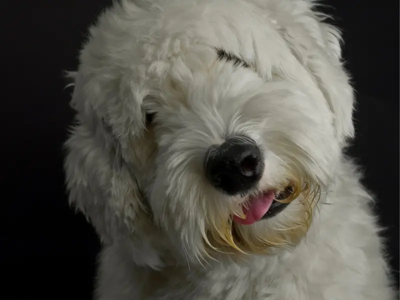 Old English Sheepdog training