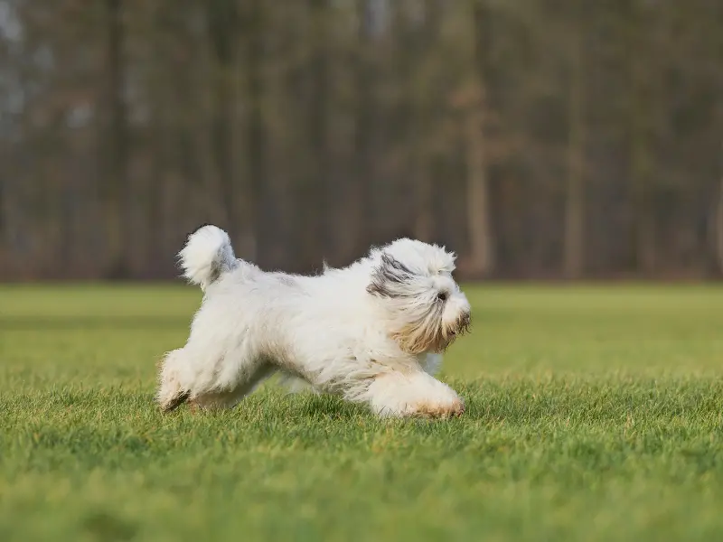 Old English Sheepdog training