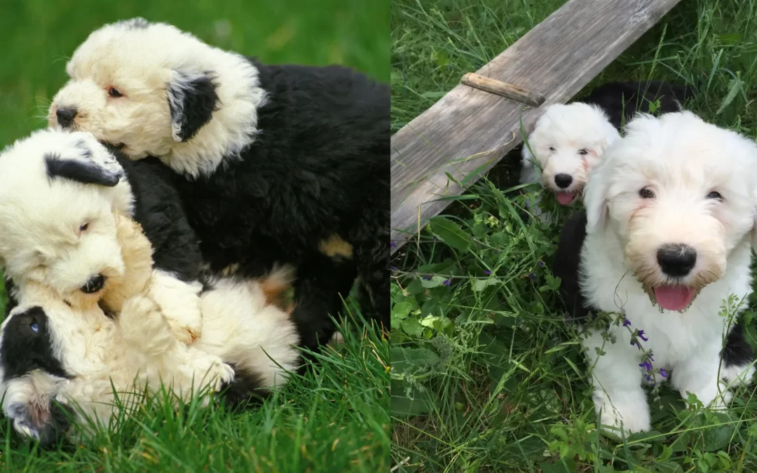 Old English Sheepdog puppies
